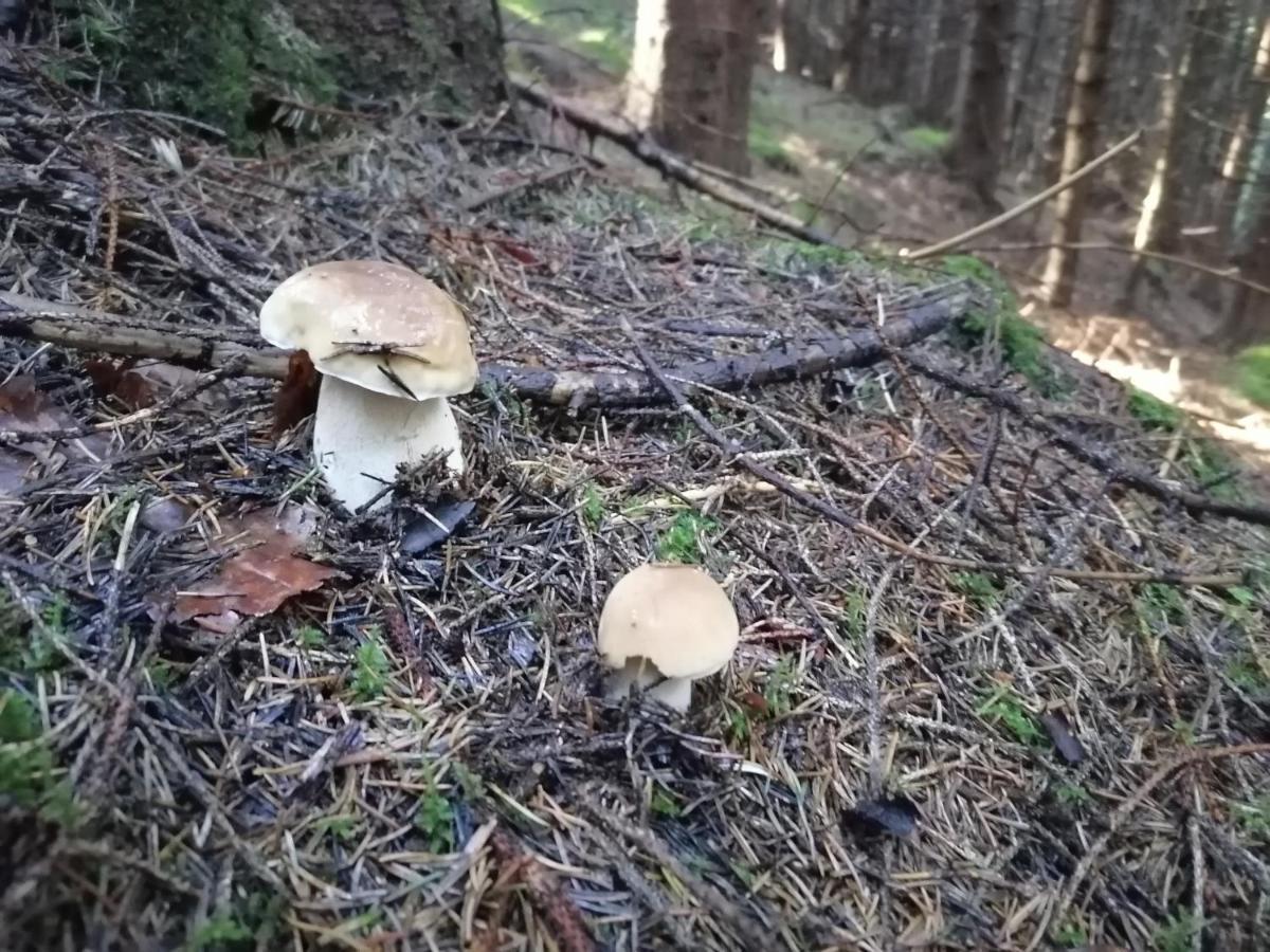 Котедж Віадук Vorokhta Eksteriør bilde